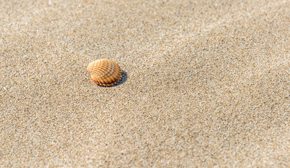 Shell on a Sandy Beach on a Sunny Day