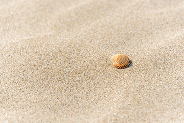 Fototapeta na wymiar Shell on a Sandy Beach on a Sunny Day