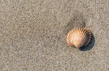 Fototapeta na wymiar Shell on a Sandy Beach on a Sunny Day