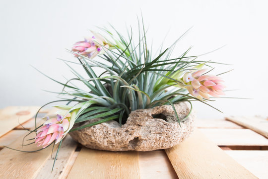 Tillandsia. Idea for Home and table decoration by used Tillandsia, driftwood, bromeliad. Indoor garden ideas