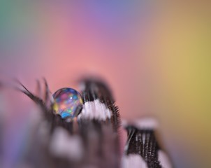 A drop of water dew on a fluffy feather close-up macro with sparkling bokeh on multicoloured background. Abstract romantic delicate magical artistic image for the holiday, Valentine, new year.