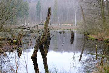 Der Wald spiegelt sich im Wasser
