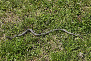 Snake in the grass