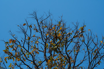 Forest in the dry season. Blurred and soft focus.