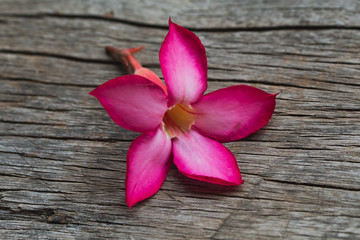 Red plumeria flowers on the wooden background.