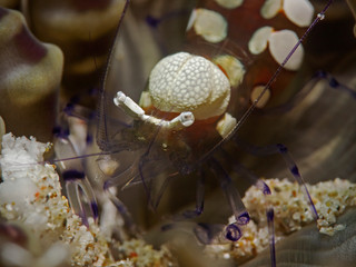 Underwater close-up photography of a anemone shrimp.