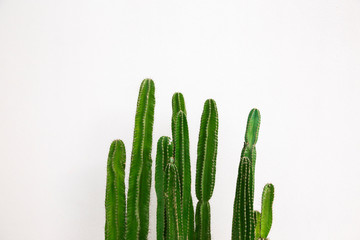 Cactus on white background.hipster style