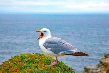 france; brittany,belle-île-en-mer  island  :   seagull screaming