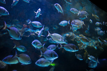 sea fish in the aquarium