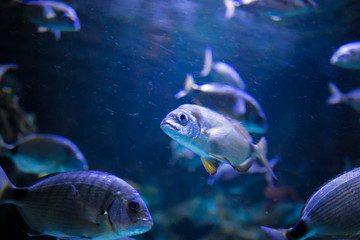 sea fish in the aquarium