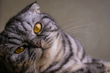 Portrait of a gray scottish fold cat with yellow eyes