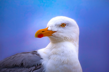 france; brittany,belle-île-en-mer  island  :   seagull screaming