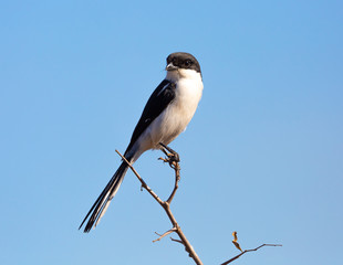 Fototapeta premium fiscal shrike