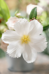 Obraz premium Opened bud of unusual white tulip. Flower with fringed on natural foliage green background. spring mood