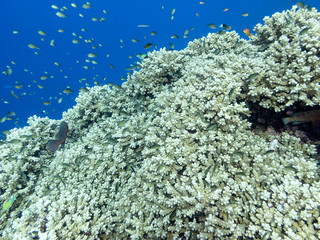 Naklejka na ściany i meble Colorful coral reef at the bottom of tropical sea, underwater landscape.