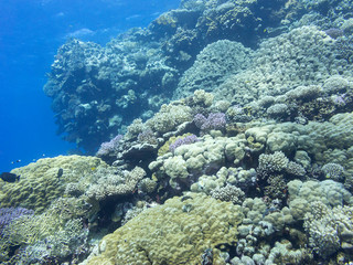 Naklejka na ściany i meble Colorful coral reef at the bottom of tropical sea, hard corals, underwater landscape.