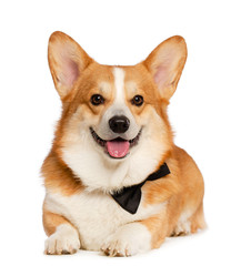 Welsh Corgi Pembroke Dog  Isolated  on white Background in studio