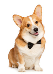 Welsh Corgi Pembroke Dog  Isolated  on white Background in studio