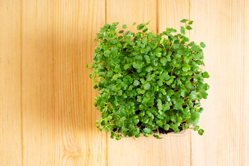 Microgreens arugula sprouts