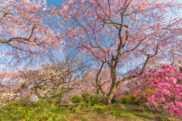 Fresh pink flowers of sakura growing in Japanese garden, natural background