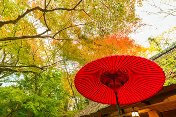 Red Japanese umbrella in forest. Natural oriental background