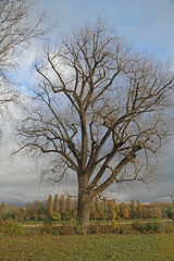 einzelner Laub-Baum