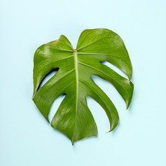 monstera leaf on pink pastel background, flat lay