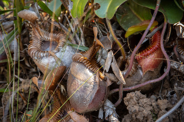 dried Upper pitcher of Nepenthes villosa also known as monkey pitcher plant, indigenous to the mountain of Sabah, Mount Kinabalu, Malaysia.