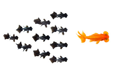 Group of Small black goldfish following goldfish the leader isolated on white background showing leader individuality success or motivation concept. Business concept. Animal. Pet.