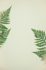 Fern leaves on blue background, flat lay, top view