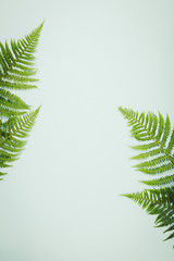 Fern leaves on blue background, flat lay, top view
