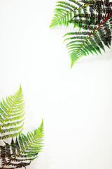 Fern leaves on blue background, flat lay, top view