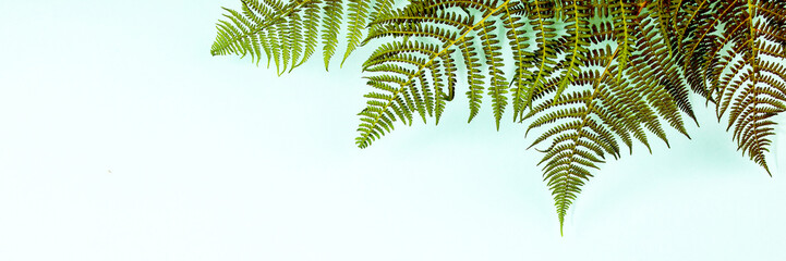 Fern leaves on blue background, flat lay, top view