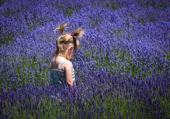 Little girl in a field of lavender flowers