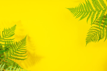 Fern leaves on yelow background, flat lay, top view