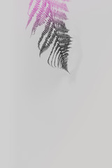 Fern leaf on pink background, flat lay, top view