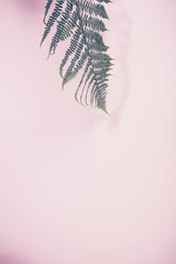 Fern leaf on pink background, flat lay, top view