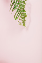 Fern leaf on pink background, flat lay, top view