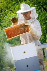 Beekeeper Controlling Colony And Bees