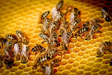 Bees On Honeycomb In Apiary