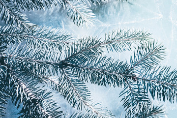 Christmas fir tree blue background with copy space. Fir tree branches texture.
