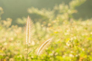 Landscape Nature of flower grass in soft fog with beautiful blue sky and clouds on sunset  background.