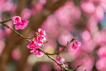 Cherry Blossom and Sakura wallpaper