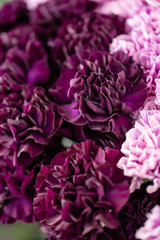 beautiful carnations flowers in a vase on a table . Bouquet of dark violet, purple and pink multicolor flower. Decoration of home. Floral texture, Wallpaper.