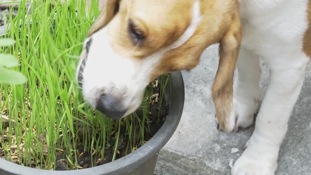 Beagle dog eating rice sprout grow in pot.