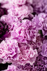 beautiful carnations flowers in a vase on a table . Bouquet of dark violet, purple and pink multicolor flower. Decoration of home. Floral texture, Wallpaper.