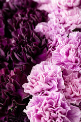 beautiful carnations flowers in a vase on a table . Bouquet of dark violet, purple and pink multicolor flower. Decoration of home. Floral texture, Wallpaper.