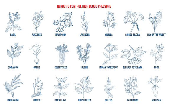 Best Herbs That Lower High Blood Pressure