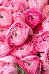 Fototapeta na wymiar Persian buttercup. Bunch pink ranunculus flowers in Glass vase. Floral Wallpaper. Texture of flower