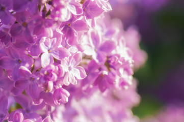 closeup ultraviolet flower. floral spring background. picture with soft focus